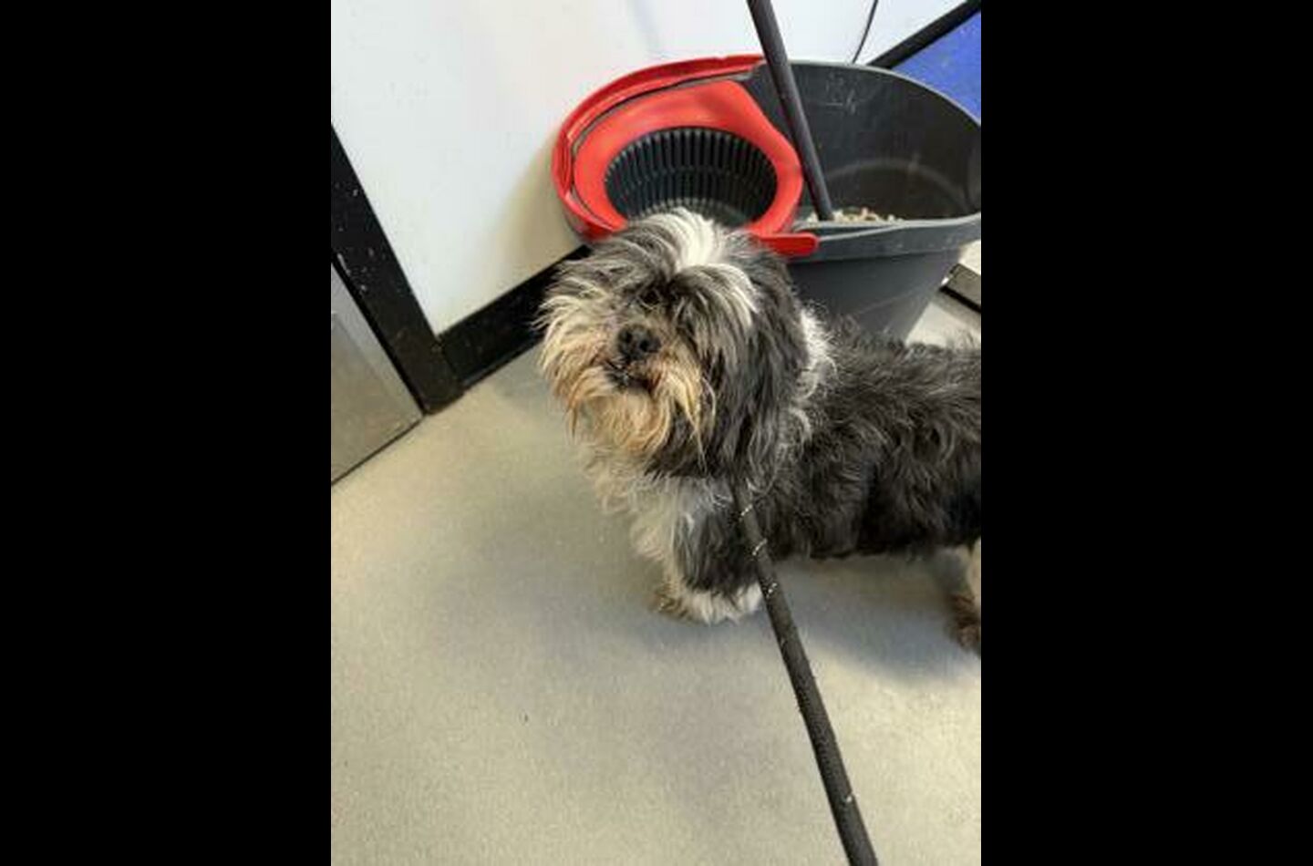 Brandywine Valley SPCA Foster Dogs