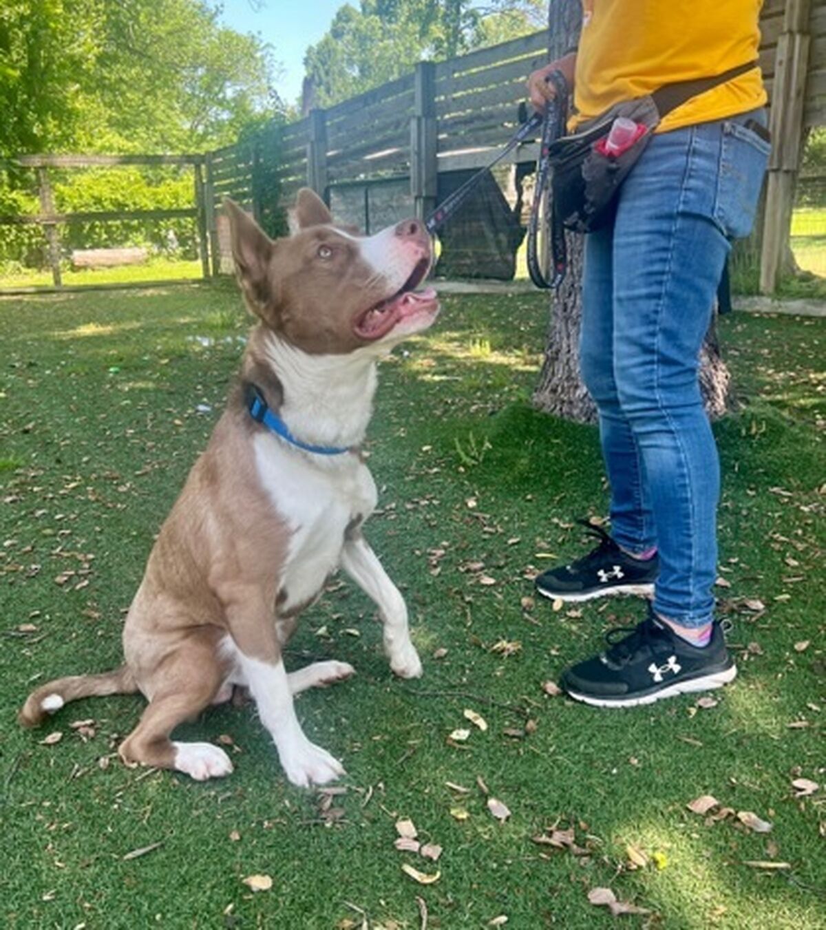 Brandywine Valley SPCA Calvin