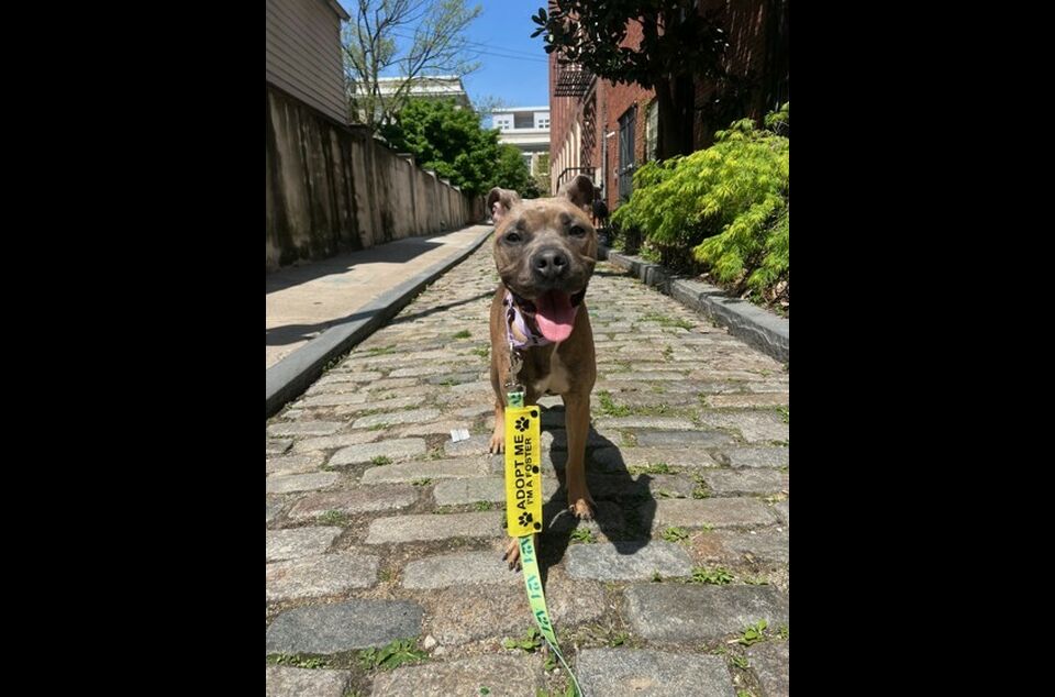 Brandywine Valley SPCA Foster Dogs