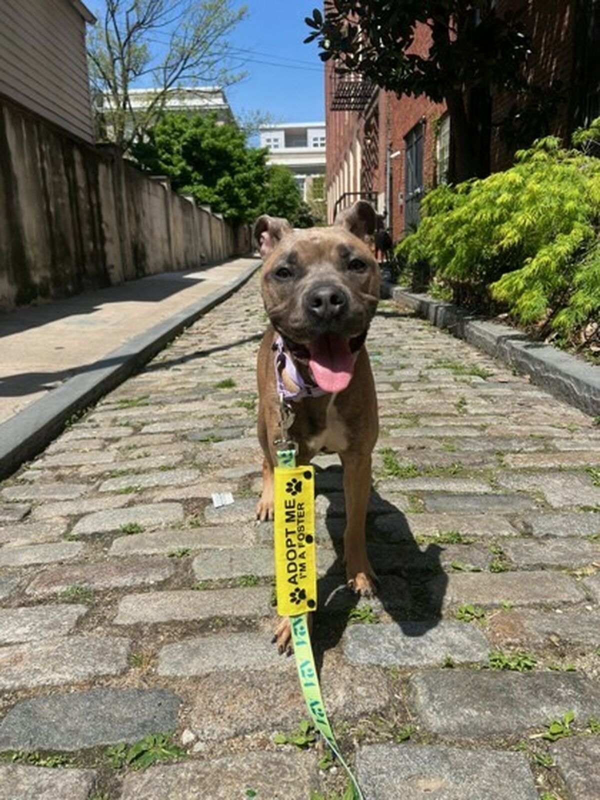 Brandywine Valley SPCA Foster Dogs