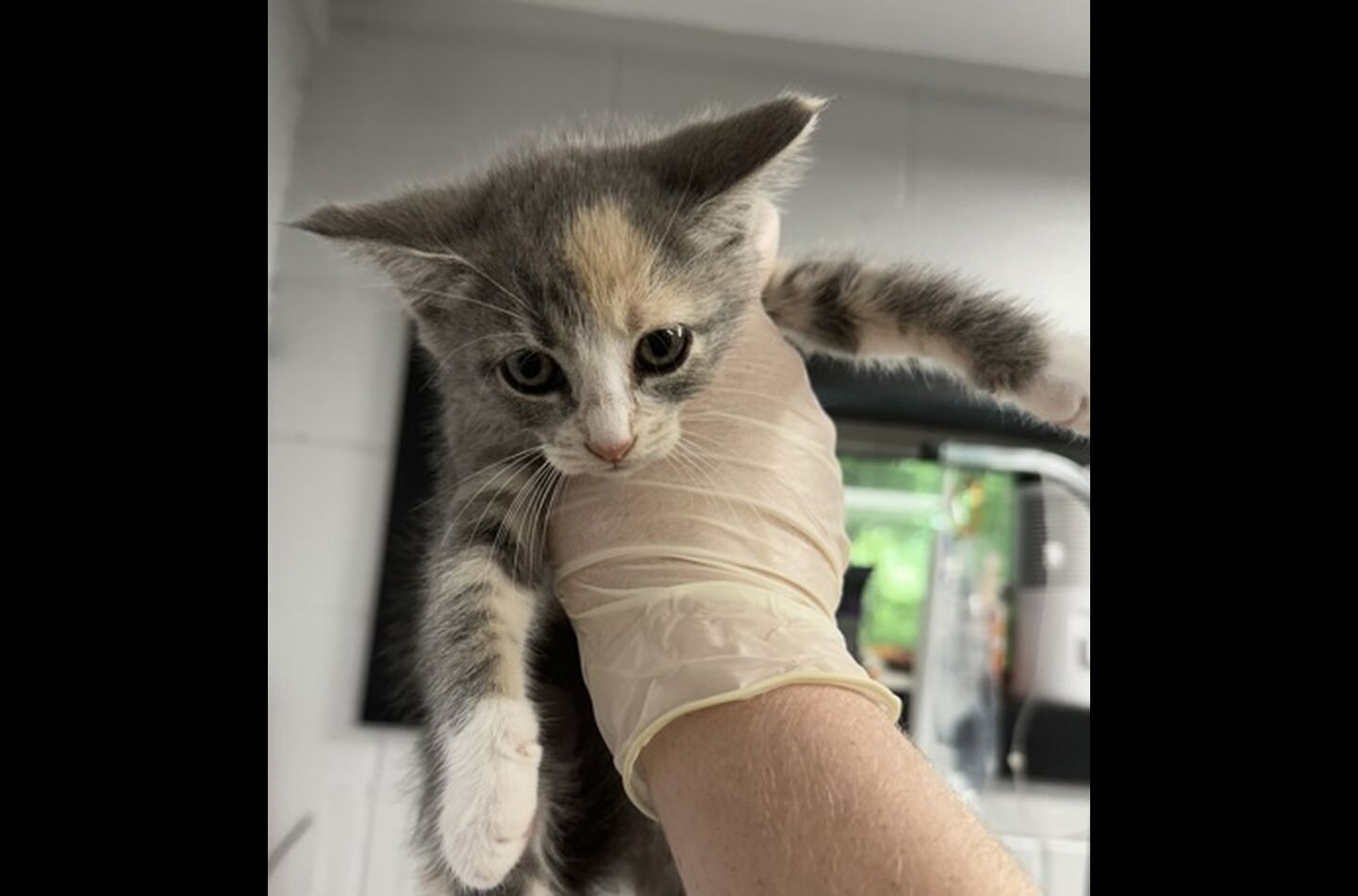 Brandywine Valley SPCA Foster Cats