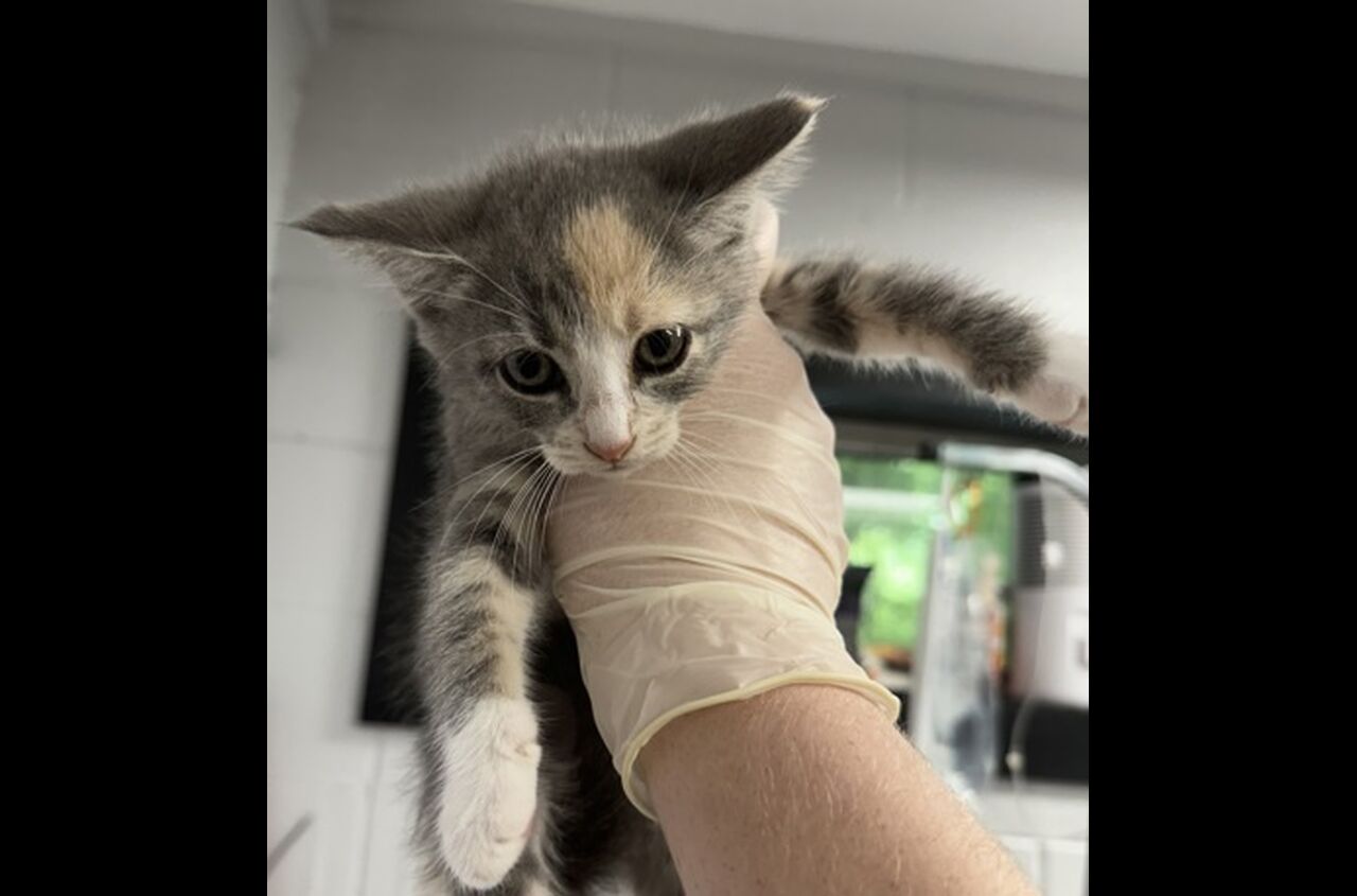 Brandywine Valley SPCA Foster Cats