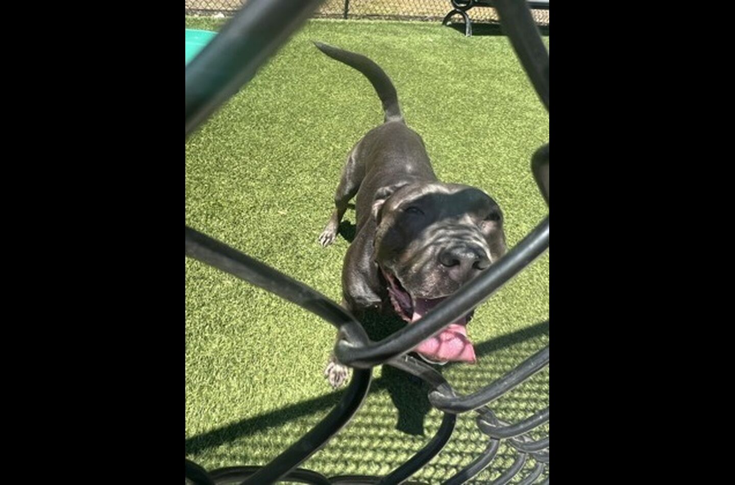 Brandywine Valley SPCA Adopt a Dog