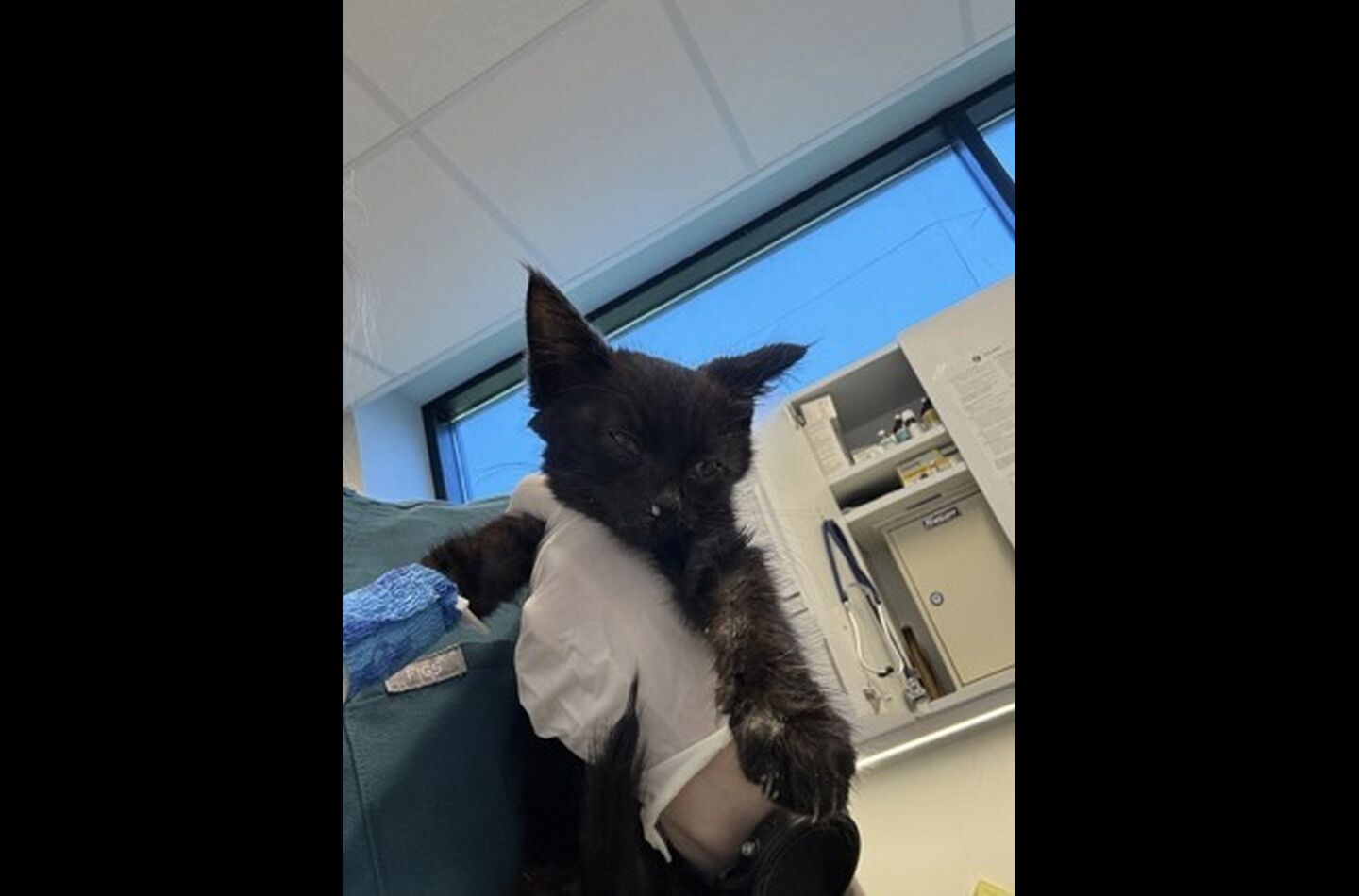 Brandywine Valley SPCA Foster Cats