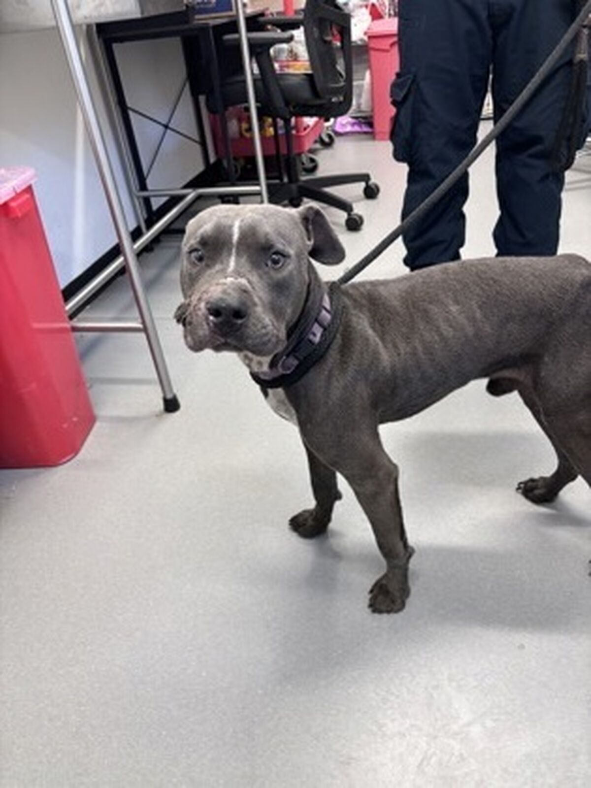 Brandywine Valley SPCA Foster Dogs