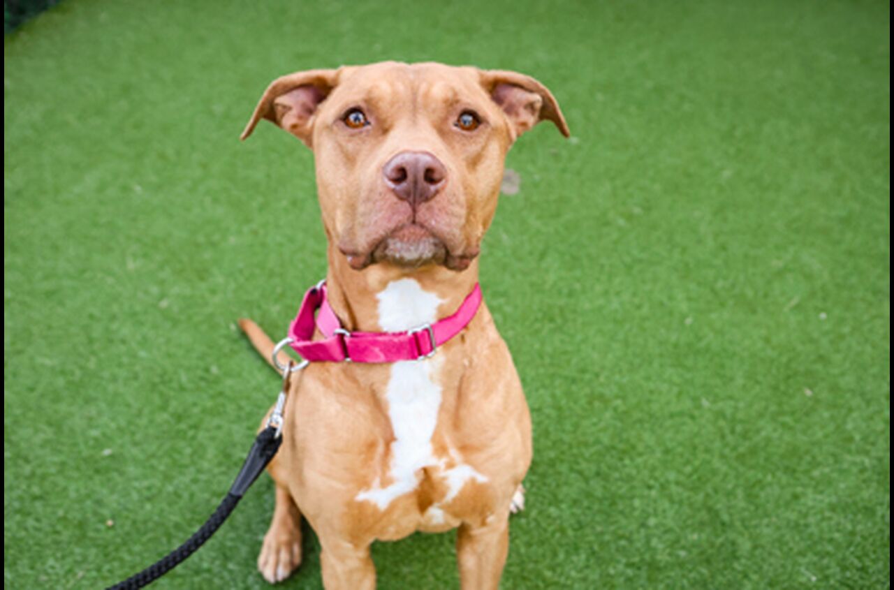 Brandywine Valley SPCA Foster Dogs