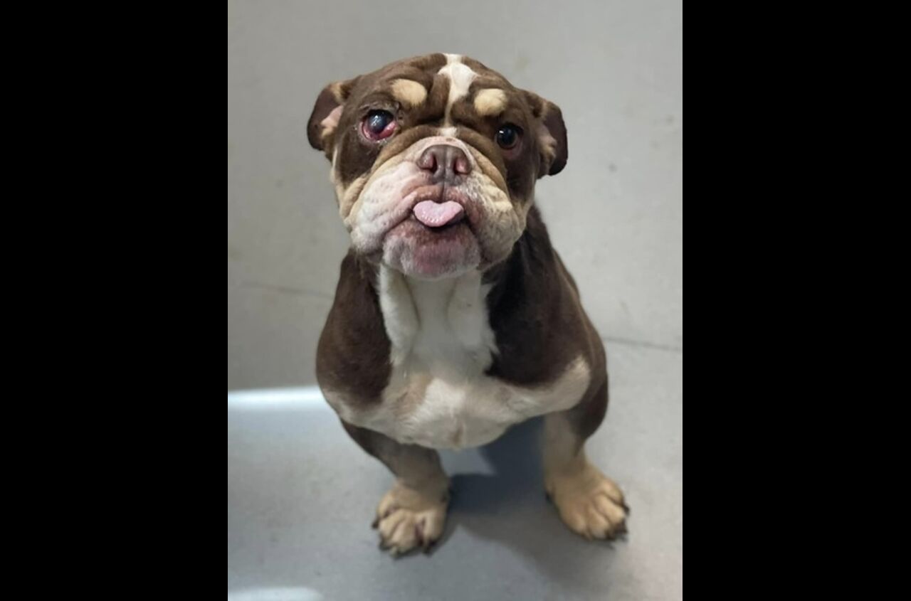 Brandywine Valley SPCA Foster Dogs