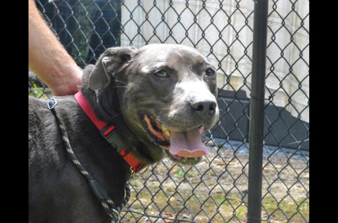 Brandywine Valley SPCA Adopt a Dog