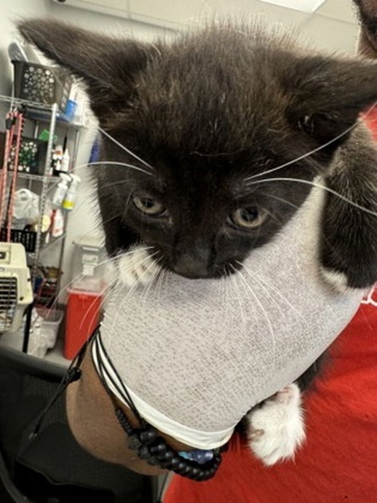 Brandywine Valley SPCA Foster Cats