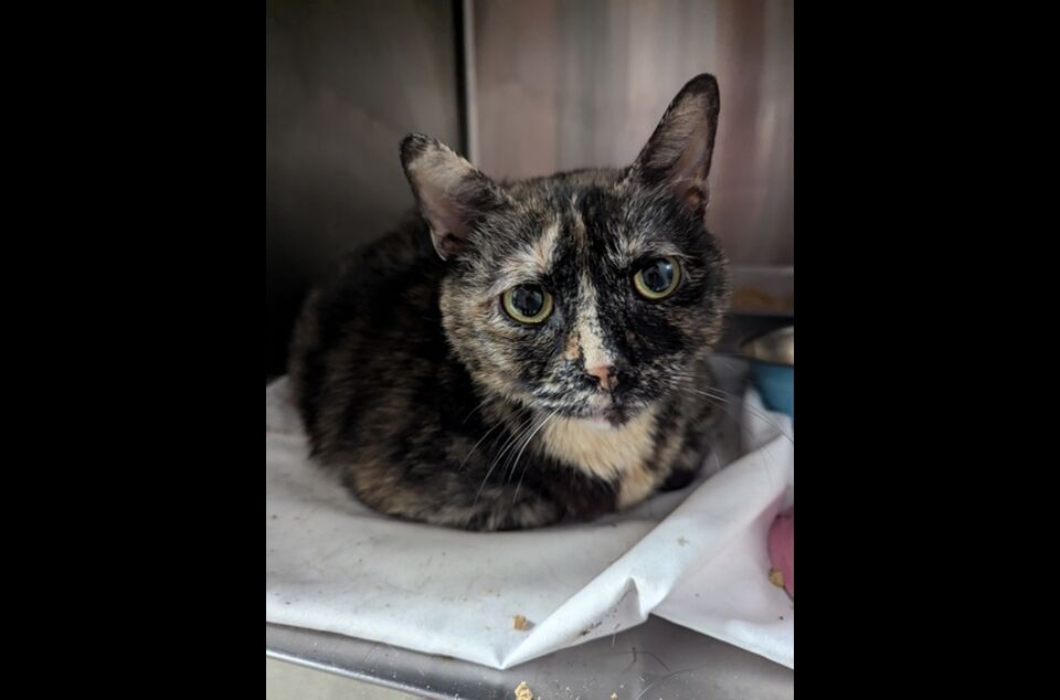 Brandywine Valley SPCA Foster Cats