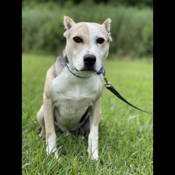 Brandywine Valley SPCA Beast