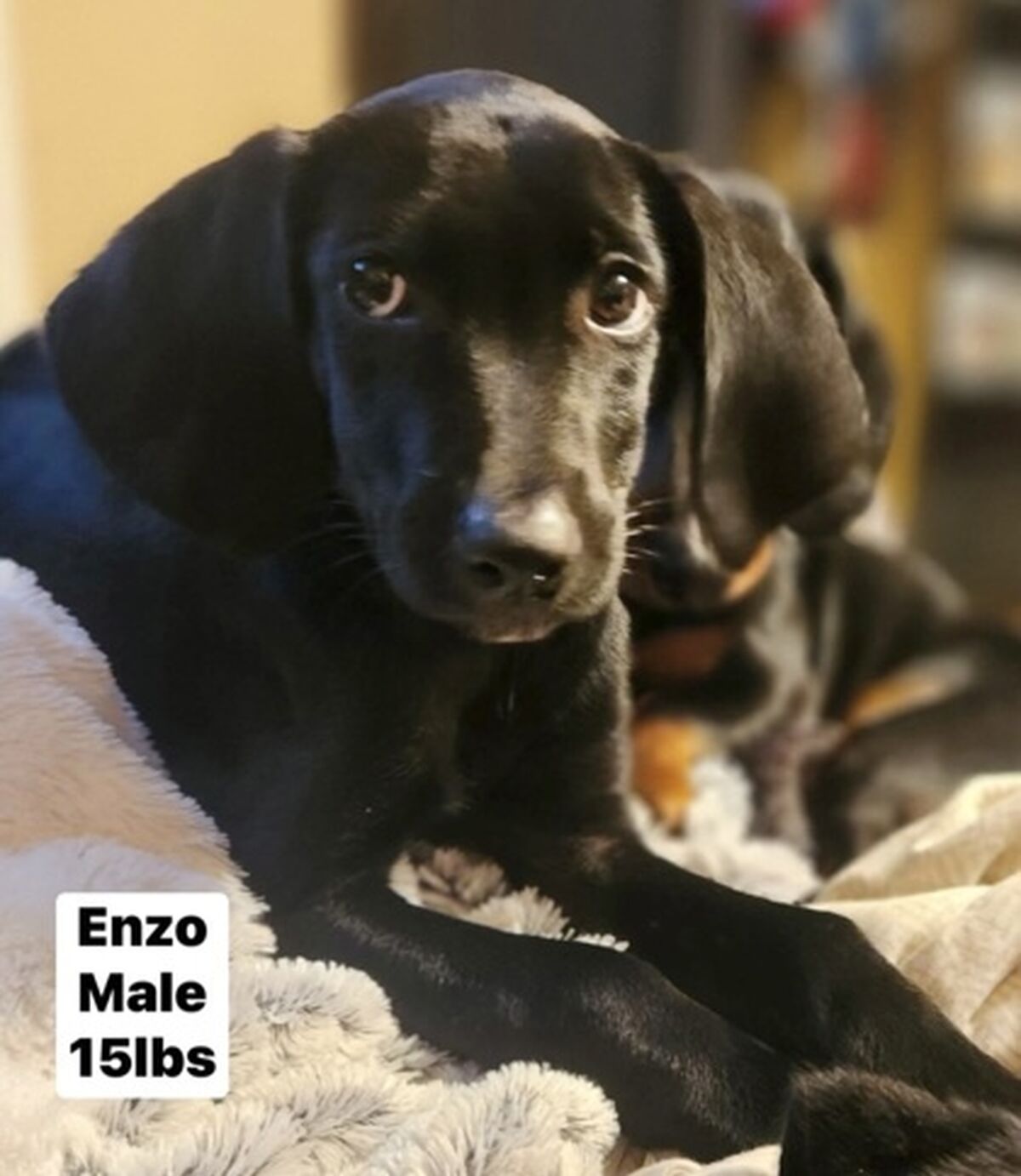 Brandywine Valley SPCA Enzo