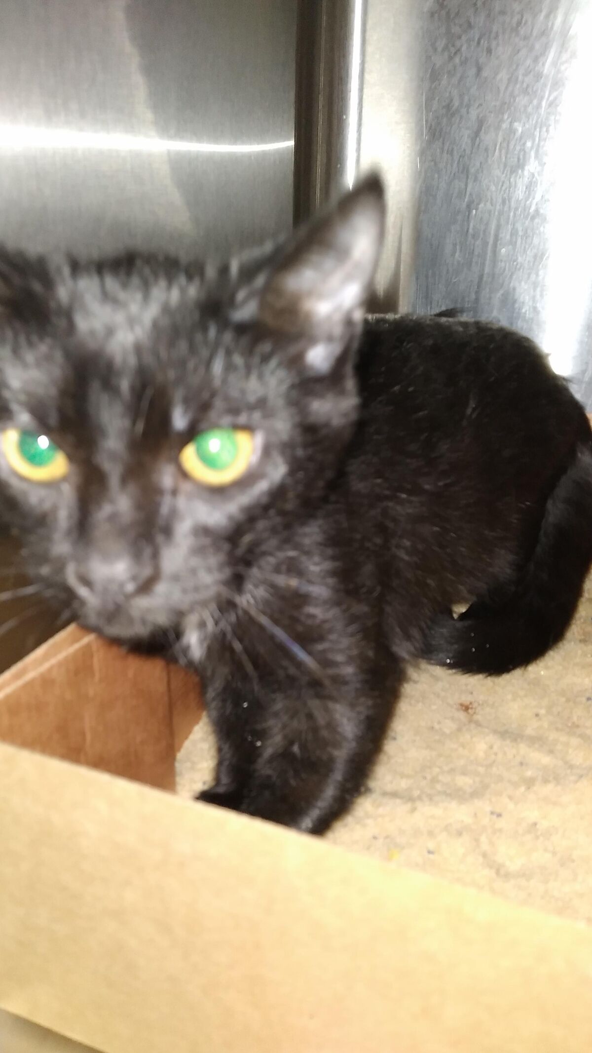 Brandywine Valley SPCA Marcia the Martian